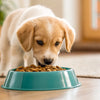 Can Dog Food Cause Diarrhea in Puppies? Insights and Solutions for Pet Owners
