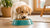 Can Dog Food Cause Diarrhea in Puppies? Insights and Solutions for Pet Owners