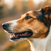 Can Dog Food Cause Dry Skin? Understanding the Connection Between Diet and Skin Health