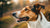 Can Dog Food Cause Dry Skin? Understanding the Connection Between Diet and Skin Health