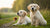 Can Dog Food Cause UTI in Puppies? Understanding the Impact of Diet on Urinary Health