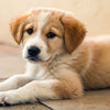 Can Dog Food Give Puppies Diarrhea? Understanding Diet's Impact on Digestive Health