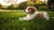 Can Dog Food Make a Puppy Sick? Understanding the Risks and Best Practices for Your Pup's Health