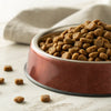 Can Dog Kibble Go Bad? Essential Insights for Pet Owners