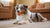 Can Dog Treats Cause Allergies? Understanding Your Pup's Dietary Needs