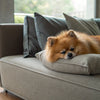 Can Dog Treats Cause Constipation? Understanding the Impact of Treats on Your Dog's Digestive Health