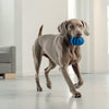 Can Dog Treats Cause Diarrhea? Understanding the Connection
