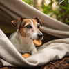 Can Dog Treats Cause Seizures? Understanding the Connection