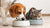 Can Dogs and Cats Drink from the Same Water Bowl? Understanding the Dynamics of Pet Hydration-140793381103
