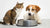 Can Dogs and Cats Share a Water Bowl? Exploring the Best Practices for Pet Hydration-140792692975