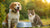 Can Dogs and Cats Share a Water Bowl? Understanding Pet Hydration-140789481711