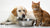 Can Dogs and Cats Share the Same Water Bowl? An In-Depth Exploration-140796395759