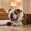 Can Dogs Be Allergic to Grain-Free Food? Understanding the Unexpected