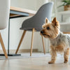 Can Dogs Be Allergic to Kibble? Understanding Food Allergies in Dogs
