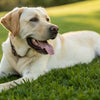 Can Dogs Be Sore After Exercise? Understanding Canine Muscle Soreness