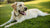 Can Dogs Be Sore After Exercise? Understanding Canine Muscle Soreness