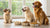 Can Dogs Develop Allergies to Their Food? Understanding and Managing Canine Food Allergies-141221462255