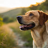 Can Dogs Develop Food Allergies Over Time? Understanding the Journey from Tolerance to Allergy