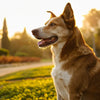 Can Dogs Die From Eating Spicy Food? Safety and Symptoms