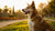 Can Dogs Die from Eating Spicy Food? Understanding the Risks and Healthcare Tips