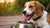 Can Dogs Drink Ensure to Gain Weight? Exploring Safe Nutrition Options for Your Furry Friend