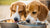 Can Dogs Drink from the Same Water Bowl? Understanding Shared Hydration for Pets