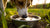 Can Dogs Drink Rain Water in a Bowl? A Comprehensive Guide for Pet Owners