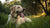 Can Dogs Drink Water After Exercise? An In-Depth Guide for Pet Owners