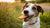 Can Dogs Eat 50 50 Biscuits? A Comprehensive Guide for Pet Owners
