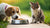 Can Dogs Eat a Little Bit of Cat Food? Understanding the Risks and Nutritional Challenges-140411240687