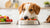 Can Dogs Eat a Little Spicy Food? Understanding the Risks