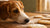 Can Dogs Eat a Sugar Cookie? Understanding the Risks and Healthier Alternatives
