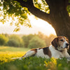 Can Dogs Eat After Exercise? Understanding the Best Feeding Practices for Your Pup