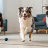 Can Dogs Eat Almond Biscuits? What Every Dog Owner Needs to Know