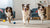 Can Dogs Eat Almond Biscuits? What Every Dog Owner Needs to Know