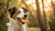 Can Dogs Eat Almond Flour Cookies? A Comprehensive Guide for Pet Parents-140924780783