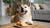 Can Dogs Eat Aloe Plant? Understanding the Risks and Benefits
