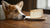 Can Dogs Eat Angel Food Cake? Understanding the Risks and Benefits