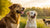 Can Dogs Eat Animal Cookies? Understanding the Safety and Health Implications