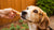Can Dogs Eat Anise Cookies? A Comprehensive Guide for Dog Owners-140925468911
