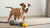 Can Dogs Eat Applesauce? A Comprehensive Guide for Pet Owners