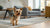 Can Dogs Eat Apricots? A Comprehensive Guide for Pet Owners
