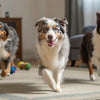 Can Dogs Eat Arrowroot Biscuits? A Comprehensive Guide to Safe Snacking for Your Pup