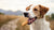 Can Dogs Eat Arrowroot Cookies? Understanding the Benefits and Risks-140925272303