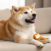 Can Dogs Eat Asparagus? Exploring the Benefits and Risks of This Popular Vegetable