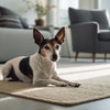 Can Dogs Eat Bacon? Understanding the Risks and Benefits