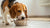 Can Dogs Eat Bacon Grease on Their Food? Understanding the Risks and Healthier Alternatives