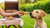 Can Dogs Eat BBQ Food? A Pet Owner's Guide to Safe Summer Cookouts-140296618223
