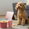 Can Dogs Eat Beef Jerky? A Comprehensive Guide for Pet Owners