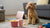 Can Dogs Eat Beef Jerky? A Comprehensive Guide for Pet Owners